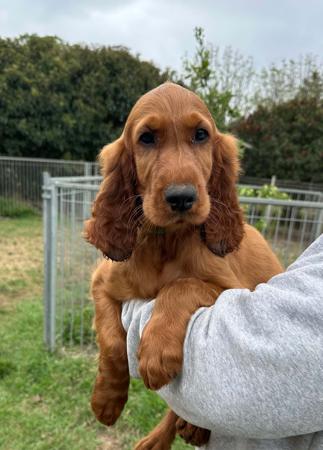 Irish Setter puppy for sale by EIREANNMADA
