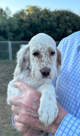 English Setter puppy for sale by EIREANNMADA