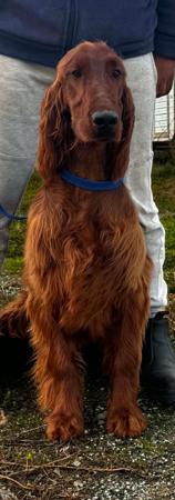 Irish Setter puppy for sale by EIREANNMADA