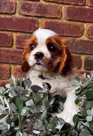 Cavalier King Charles Spaniel puppy for sale by EIREANNMADA