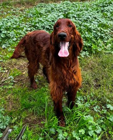 Irish Setter dog for sale by EIREANNMADA