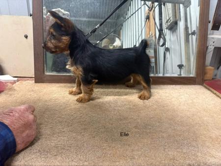 Australian Terrier puppy for sale by CARE54