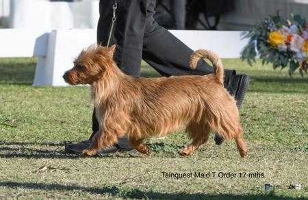 Aust Ch Tainquest Maid T Order (AI) Australian Terrier