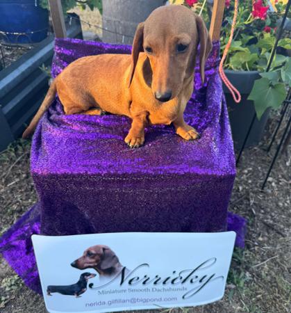 Dachshund (Miniature Smooth Haired) puppy for sale by CHARONA69