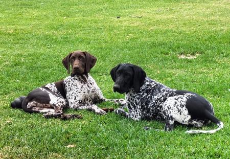 German Shorthaired Pointer for sale by WINTRIEVER