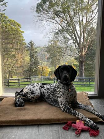 German Shorthaired Pointer for sale by WINTRIEVER
