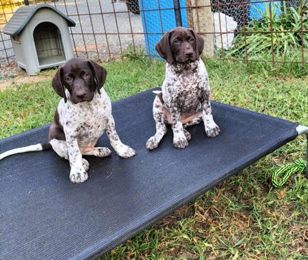 German Shorthaired Pointer for sale by WINTRIEVER