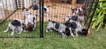 German Shorthaired Pointer for sale by WINTRIEVER