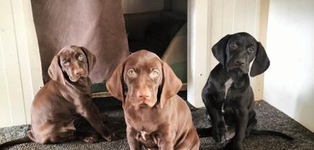 German Shorthaired Pointer for sale by WINTRIEVER