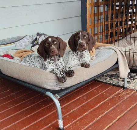 German Shorthaired Pointer puppy for sale by WINTRIEVER