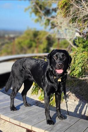 Labrador Retriever for sale by BONKAINDA