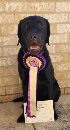 Labrador Retriever for sale by BONKAINDA