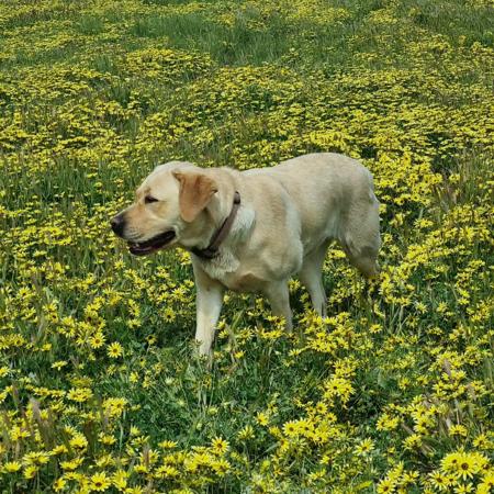 Labrador Retriever for sale by BONKAINDA