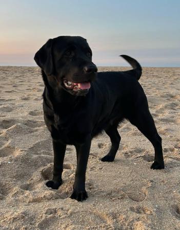 Labrador Retriever for sale by BONKAINDA