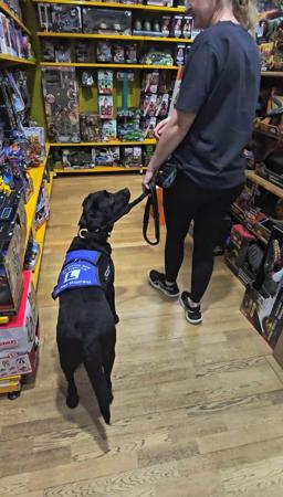 Labrador Retriever for sale by BONKAINDA