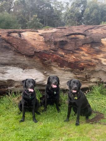 Labrador Retriever for sale by BONKAINDA