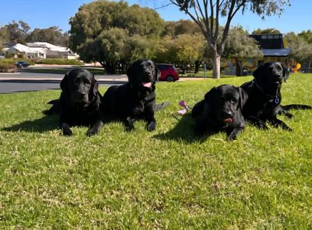 Labrador Retriever for sale by BONKAINDA