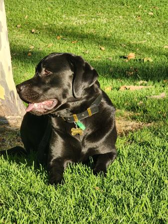 Labrador Retriever for sale by BONKAINDA