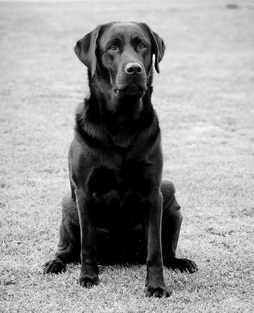 Labrador Retriever for sale by BONKAINDA