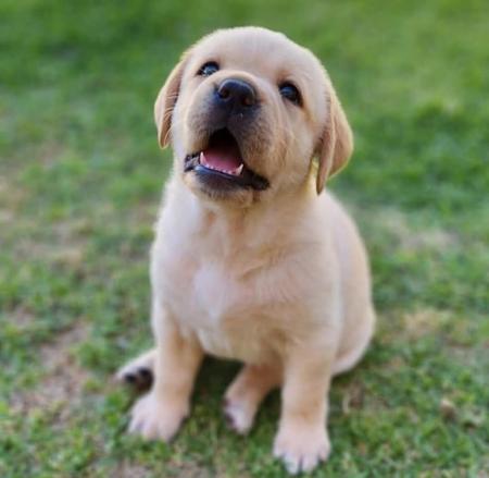 Labrador Retriever for sale by BONKAINDA
