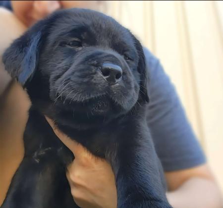 Labrador Retriever for sale by BONKAINDA