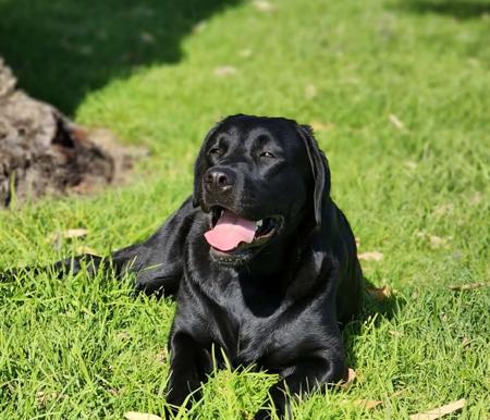 Labrador Retriever for sale by BONKAINDA