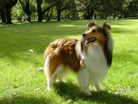 Shetland Sheepdog for sale by HAPPISHEL