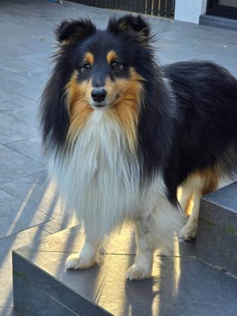 Shetland Sheepdog for sale by HAPPISHEL