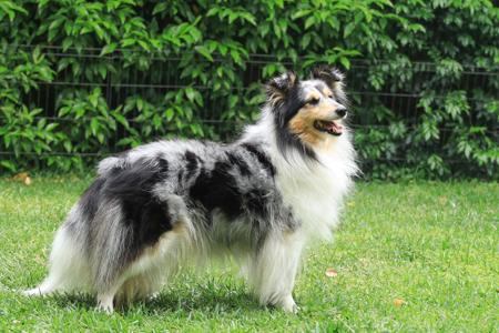 Shetland Sheepdog for sale by HAPPISHEL