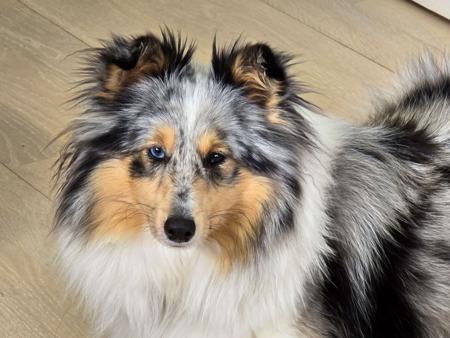 Shetland Sheepdog for sale by HAPPISHEL