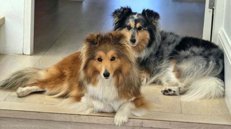 Shetland Sheepdog for sale by HAPPISHEL