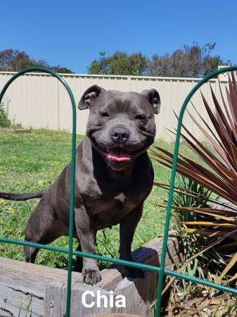 Staffordshire Bull Terrier for sale by MISSCHEVIUS