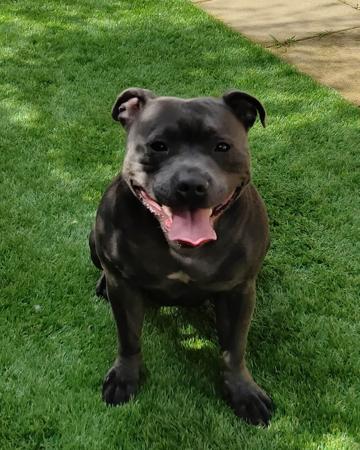 Staffordshire Bull Terrier for sale by MISSCHEVIUS
