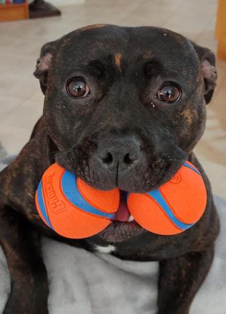 Staffordshire Bull Terrier for sale by MISSCHEVIUS