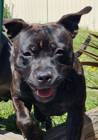 Staffordshire Bull Terrier for sale by MISSCHEVIUS