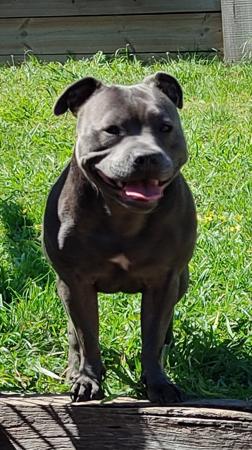 Staffordshire Bull Terrier for sale by VEESPENCE