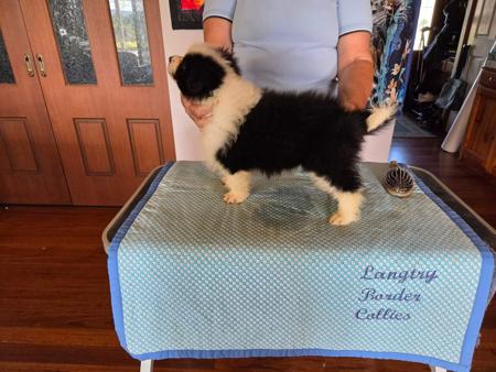 Border Collie puppy for sale by LANGTRY