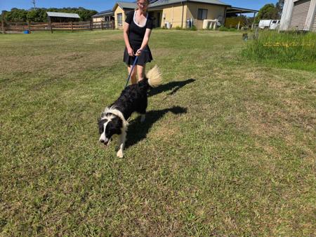 Border Collie puppy for sale by LANGTRY