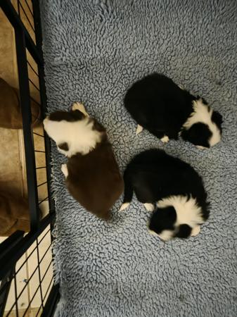 Border Collie puppy for sale by LANGTRY