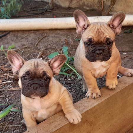 French Bulldog puppy for sale by BULLMONTY