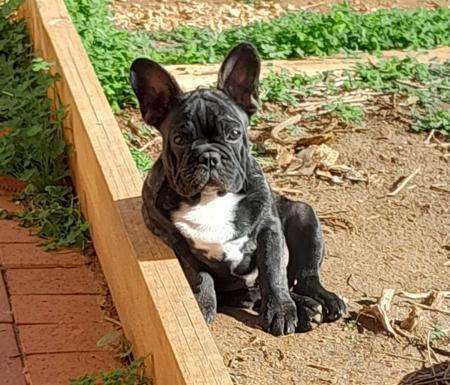 French Bulldog puppy for sale by BULLMONTY