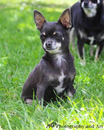 Chihuahua (Smooth Coat) for sale by ADAWAR 