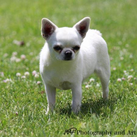 Chihuahua (Smooth Coat) for sale by ADAWAR 