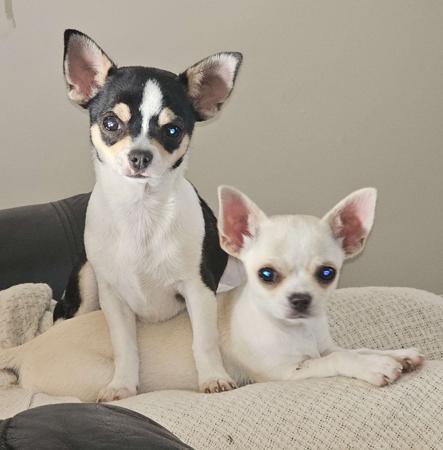 Chihuahua (Smooth Coat) for sale by ADAWAR