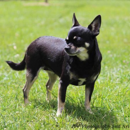 Chihuahua (Smooth Coat) for sale by ADAWAR 