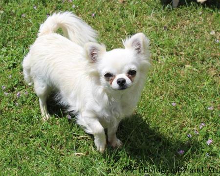 Chihuahua (Long Coat) for sale by ADAWAR