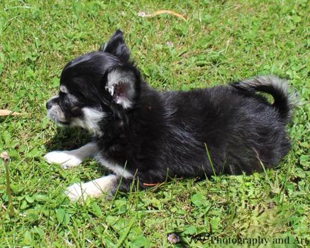 Chihuahua (Long Coat) for sale by ADAWAR