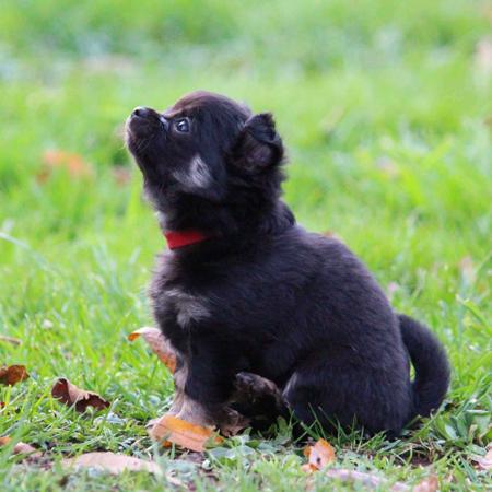 Chihuahua (Long Coat) for sale by ADAWAR