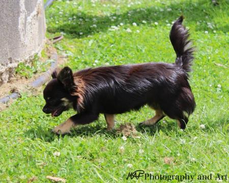 Chihuahua (Long Coat) for sale by ADAWAR