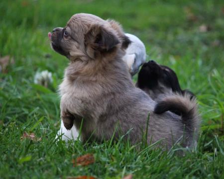 Chihuahua (Long Coat) for sale by ADAWAR